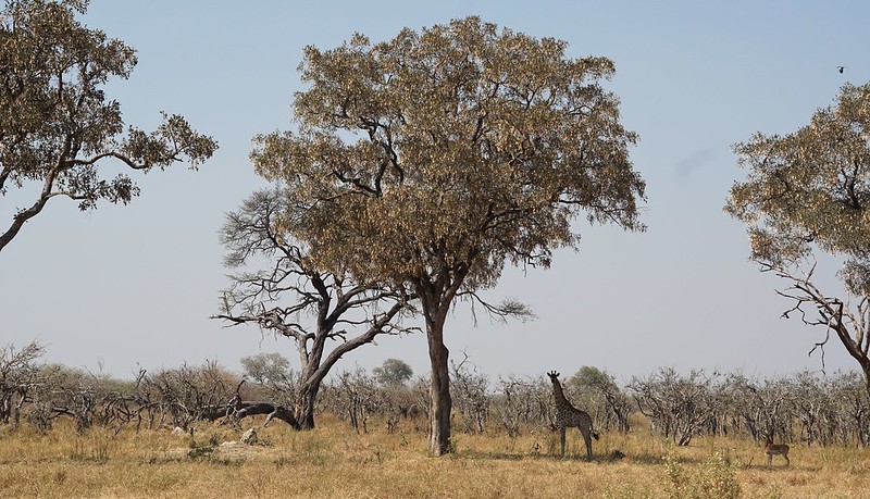 De Moremi a Savuti, entre jirafas y elefantes - BOTSWANA, ZIMBABWE Y CATARATAS VICTORIA: Tras la Senda de los Elefantes (19)