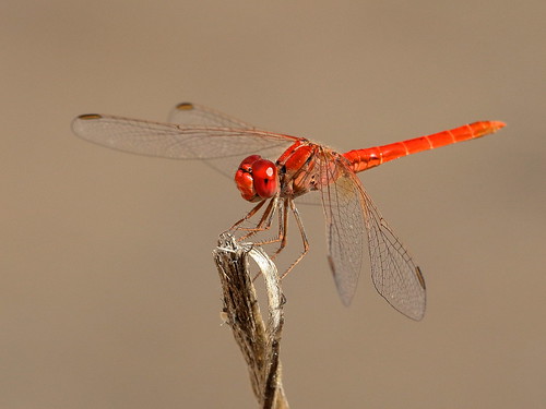 dragonfly scarletpercher diplacodeshaematodes canoneos7dmarkii geo:country=australia taxonomy:binomial=diplacodeshaematodes