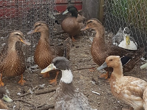 ducks rural farm