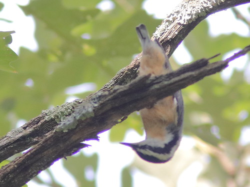 Red-breasted Nuthatch 06-20180920