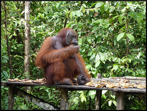 Indonesia en 2 semanas: orangutanes, templos y tradiciones - Blogs de Indonesia - Parque Nacional Tanjung Puting (37)