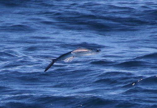 pelagic flyingfish osbornbank