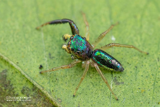 Jumping spider (cf. Echinussa sp.) - DSC_1834