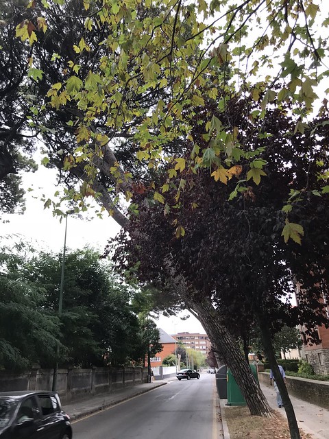 Árbol que acabará cayendo,... en la calle Lertegi de Getxo