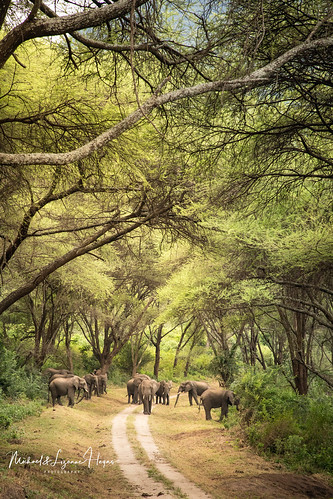 2018 olifante tanzania arusharegion tz