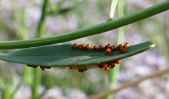 Cabbage Bug (Eurydema sp.) hatchlings ...