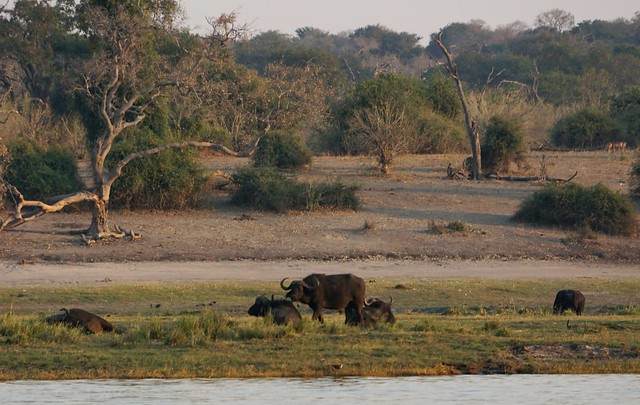 Chobe Riverfront: safari en 4x4 y crucero por el río - BOTSWANA, ZIMBABWE Y CATARATAS VICTORIA: Tras la Senda de los Elefantes (41)