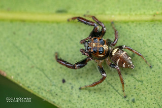 Jumping spider (Salticidae) - DSC_7828