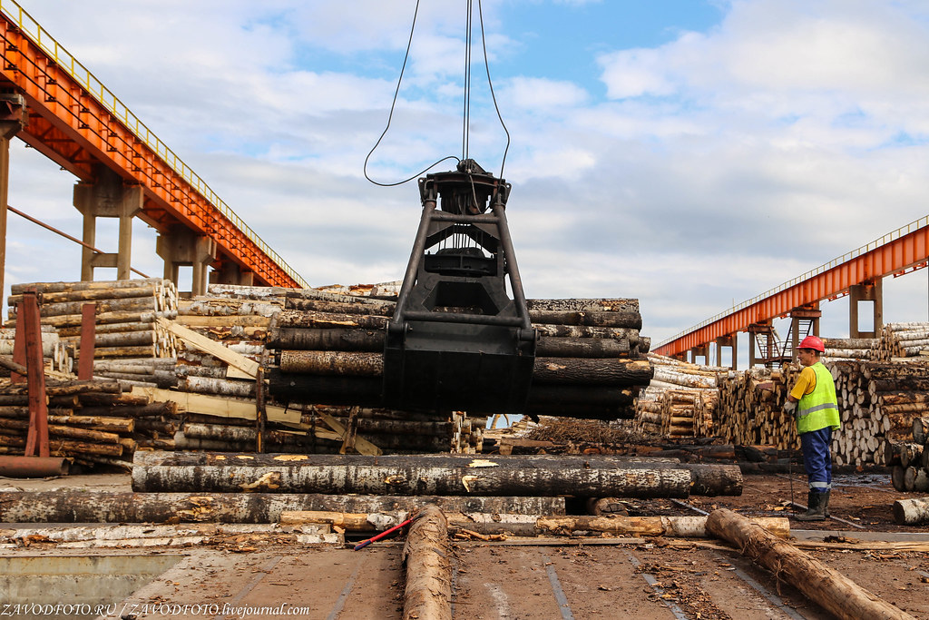 Россия может прекратить поставки древесины и ряда изделий из неё в Европу ЛЕСНАЯ