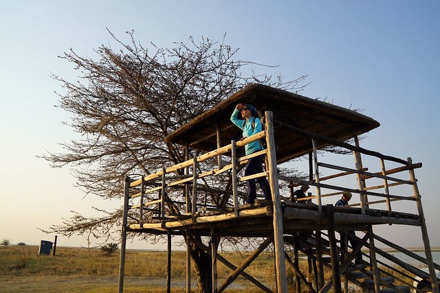 El salto a Botswana: pajarillos y pajarracos en el santuario de Aves de Nata - BOTSWANA, ZIMBABWE Y CATARATAS VICTORIA: Tras la Senda de los Elefantes (19)