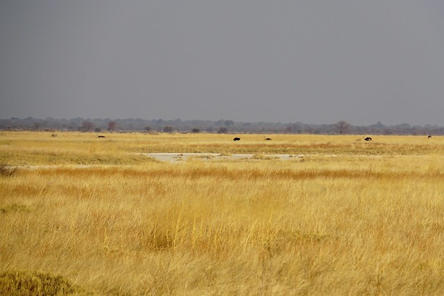 El salto a Botswana: pajarillos y pajarracos en el santuario de Aves de Nata - BOTSWANA, ZIMBABWE Y CATARATAS VICTORIA: Tras la Senda de los Elefantes (13)