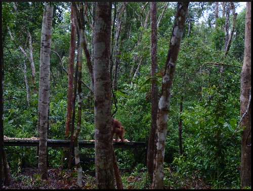 Indonesia en 2 semanas: orangutanes, templos y tradiciones - Blogs de Indonesia - Parque Nacional Tanjung Puting (6)