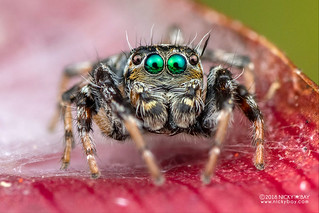 Green-eyed jumping spider (Salticidae) - DSC_9525