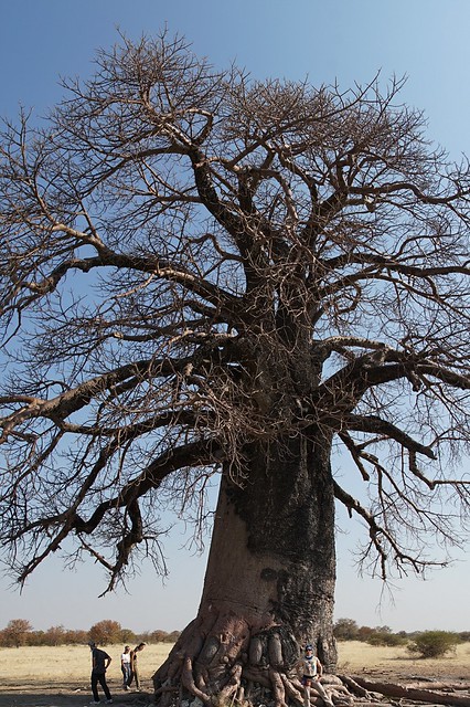 Makgadikgadi Pans: baobabs, suricatas y noche al raso en el salar de Ntwetwe - BOTSWANA, ZIMBABWE Y CATARATAS VICTORIA: Tras la Senda de los Elefantes (20)