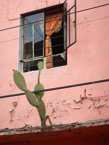 Prickly Pear cactus growing in rather adverse conditions up on the second floor of a pink building in Mexico City
