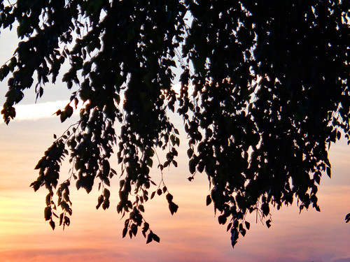 sky clouds silhouette tree trees branches treebranch branch foliage sunset sunsetcolors dusk settingsun evening pretty leaf leaves summer summertime summerfoliage august monday sony cybershot dscw830