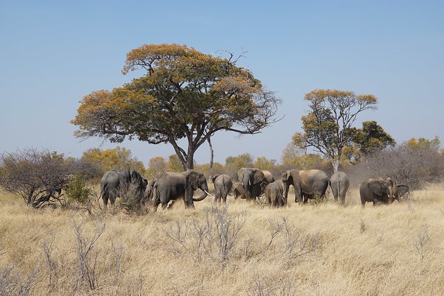 Hwange National Park, territorio salvaje - BOTSWANA, ZIMBABWE Y CATARATAS VICTORIA: Tras la Senda de los Elefantes (1)