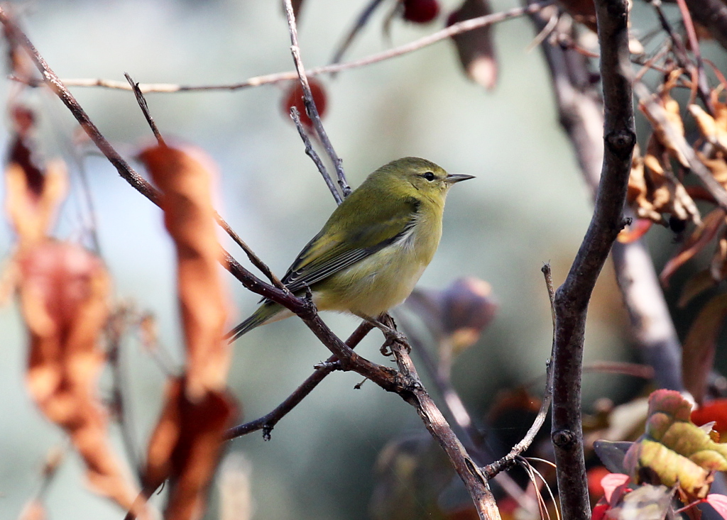 Photograph titled 'Tennessee Warbler'