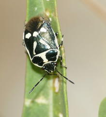 Cabbage Bug (Eurydema oleracea)