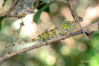 Cryptic chameleon (Calumma crypticum) - DSC_1661