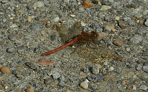 Common Darter Dragonfly DSCN8916