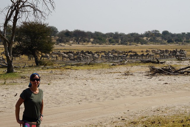 Safari en Makgadikgadi Pans National Park: este año se llevan las rayas - BOTSWANA, ZIMBABWE Y CATARATAS VICTORIA: Tras la Senda de los Elefantes (22)