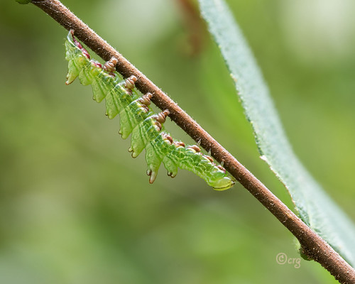 pennsylvania tiogacounty caterpillar doubletoothedprominent nericebidentata elm