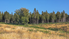 Picea abies forest - Photo of Saint-Vincent-d'Olargues