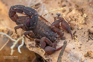 Scorpion (Grosphus sp.) - DSC_2420