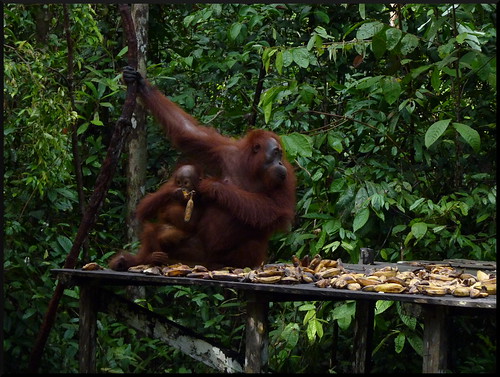 Indonesia en 2 semanas: orangutanes, templos y tradiciones - Blogs de Indonesia - Parque Nacional Tanjung Puting (28)