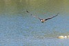 Pygargue à queue blanche - Haliaeetus albicilla - White-tailed Eagle<br>Région parisienne