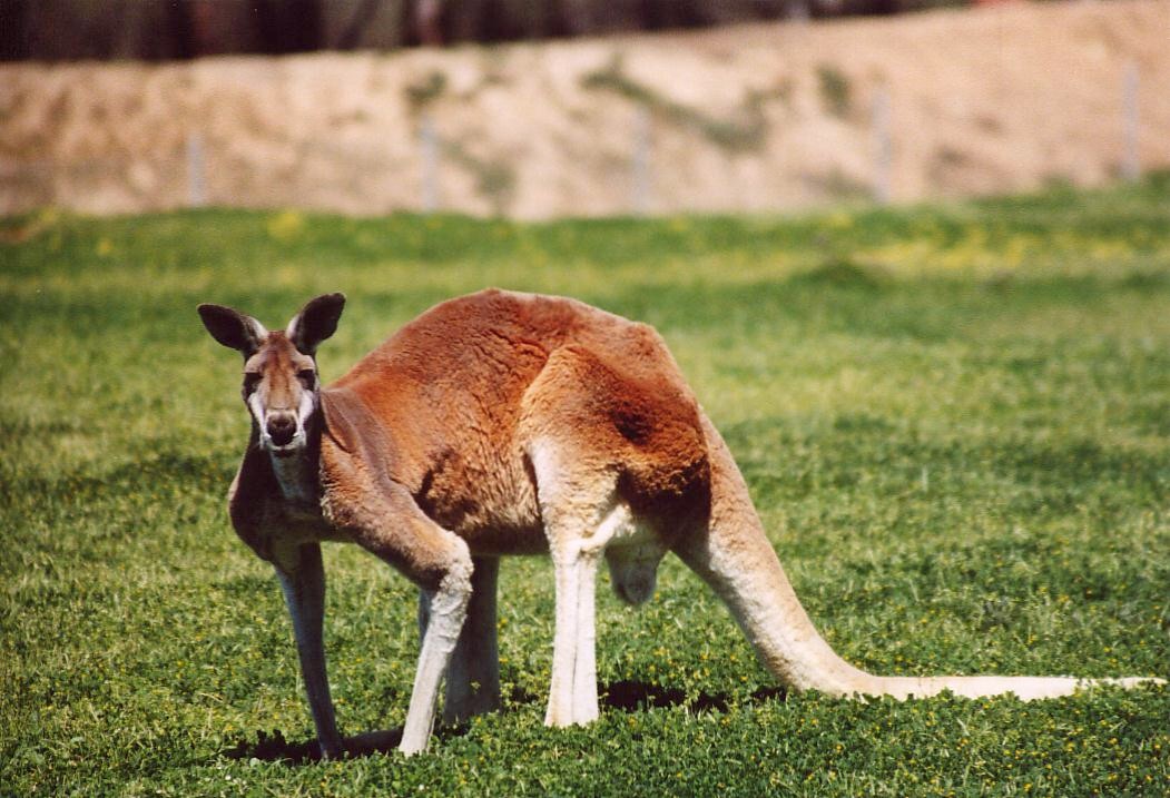 Red kangaroo (Macropus rufus). Photo taken at Western Plains Zoo, Dubbo, Australia, on June 3, 2006.