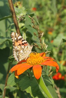 2018-9-15. Painted Lady 1