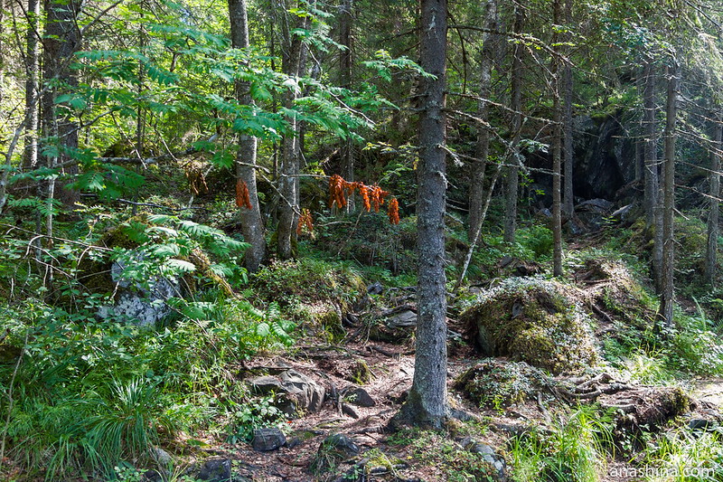 Типичный карельский лес