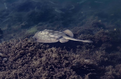 bolsachica wetlands marsh california morning sept stingray nikon nikkor 200500 d5 waterimage sealife ray oceanlife