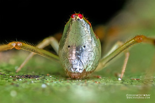 Comb-footed mirror spider (Thwaitesia sp.) - DSC_2395b