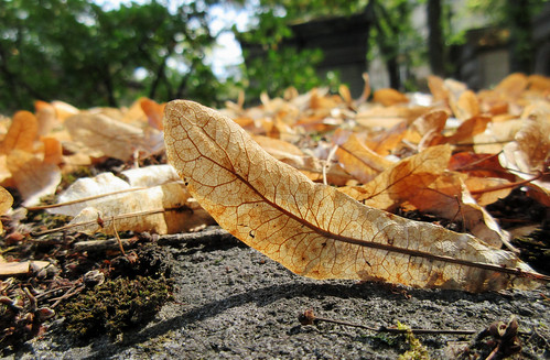Fallen leaves on a grave - Explore!