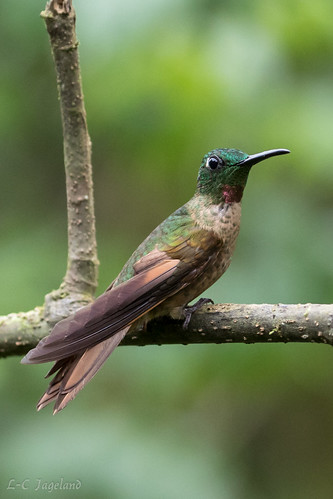bellavistacloudforest ecuador fawnbreastedbrilliant hummingbirds natur sydamerika fåglar pichincha ec