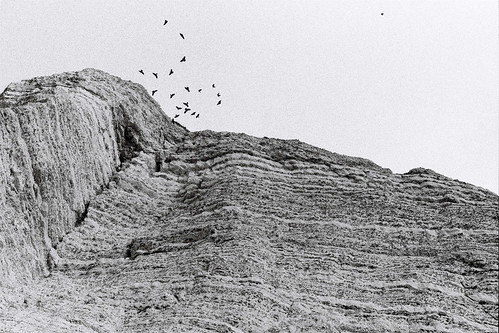 birds cliffs étretat normandie france