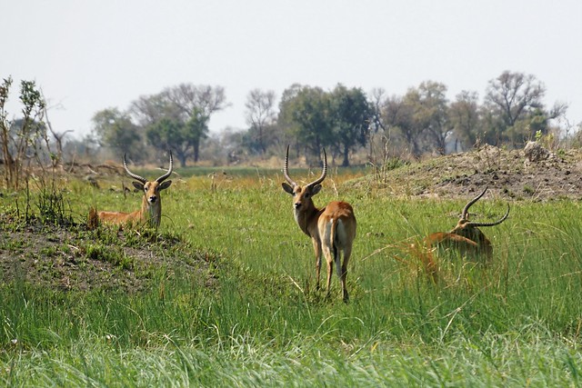 Del Kalahari al delta del Okavango, el corazón de Botswana - BOTSWANA, ZIMBABWE Y CATARATAS VICTORIA: Tras la Senda de los Elefantes (12)