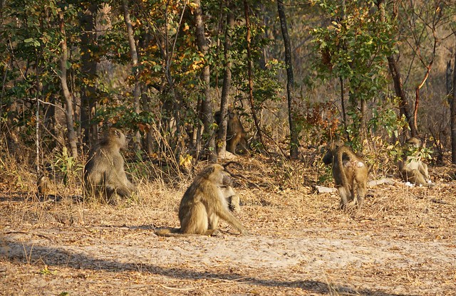 Hwange National Park, territorio salvaje - BOTSWANA, ZIMBABWE Y CATARATAS VICTORIA: Tras la Senda de los Elefantes (2)