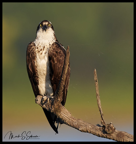 osprey riverlandsmigratorybirdsanctuary rmbs westalton missouri nikon d850 600mmnikkor lincolnshieldsrecreationarea