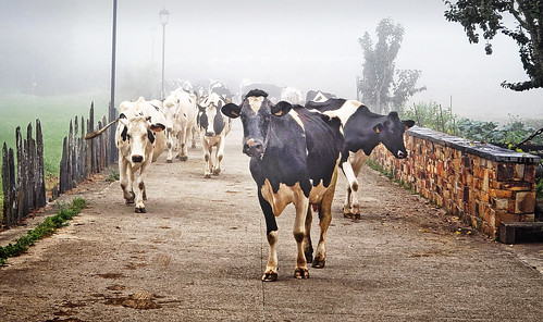 cows cattle asturias fog herd spain camino primitivo de santiago durrum s9 samsung galaxy stone wall
