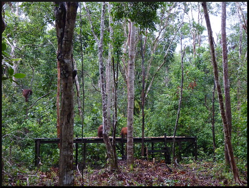 Indonesia en 2 semanas: orangutanes, templos y tradiciones - Blogs de Indonesia - Parque Nacional Tanjung Puting (10)