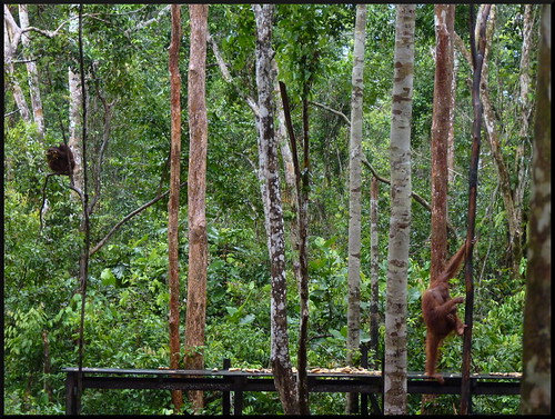 Indonesia en 2 semanas: orangutanes, templos y tradiciones - Blogs de Indonesia - Parque Nacional Tanjung Puting (7)