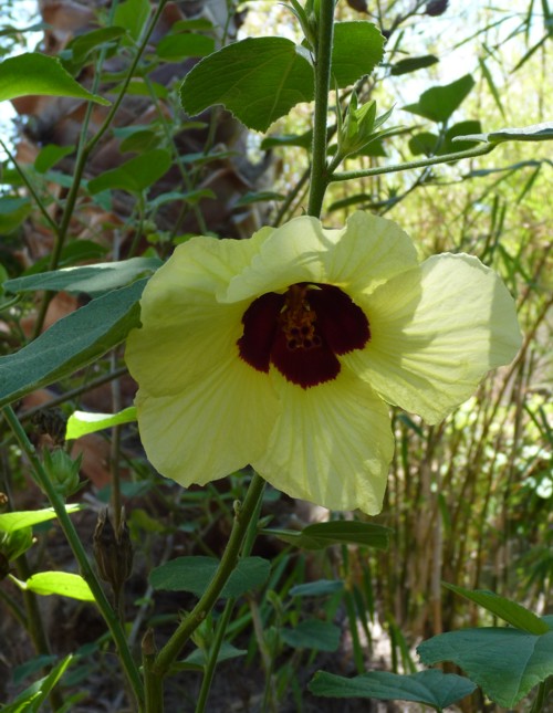 Hibiscus taiwanensis 44399851791_c7586584c1_o
