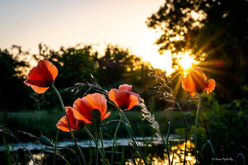 poppy poppies flowers wild sunset summer solstice evening royal canal greenway moyvalley kildare ireland landscape