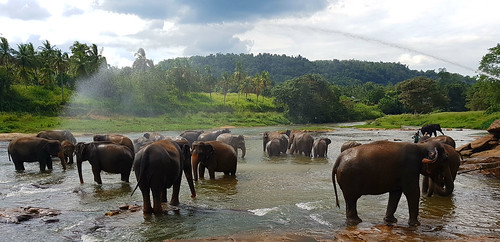 thepinnawalaelephantorphanage olifanten elephants river srilanka