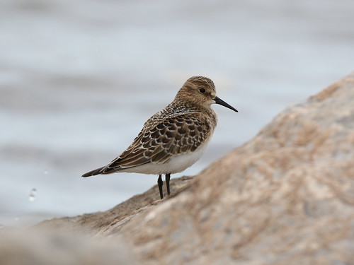 sandpiper bairdssandpiper shorebird calidrisbairdii bradcarlson