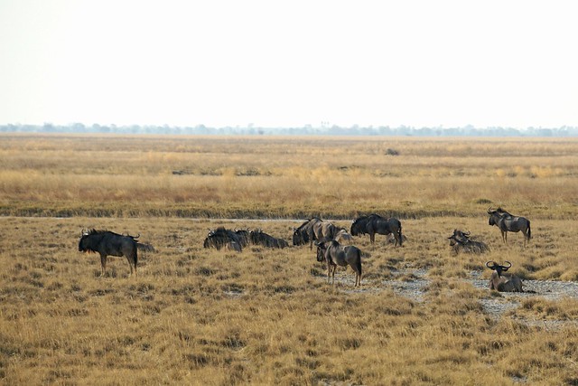 El salto a Botswana: pajarillos y pajarracos en el santuario de Aves de Nata - BOTSWANA, ZIMBABWE Y CATARATAS VICTORIA: Tras la Senda de los Elefantes (15)